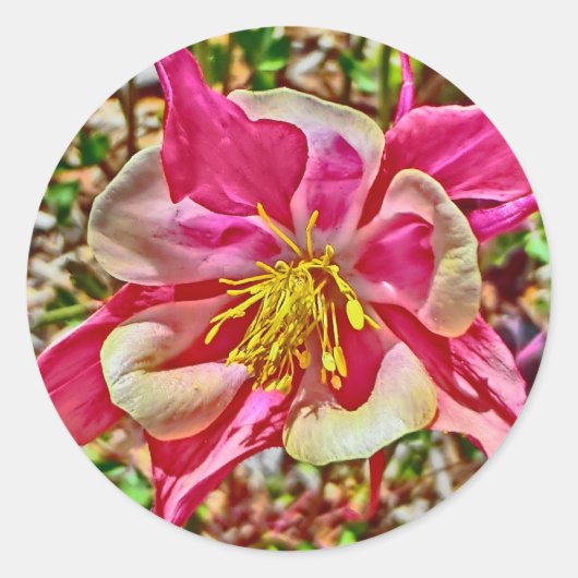 stickers columbine rose (Devant)