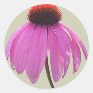 Stickers - Confleur pourpre - Echinacea