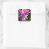 Stickers - Cooktown Orchid (Sac)