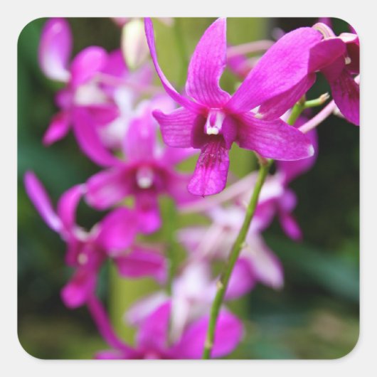Stickers - Cooktown Orchid (Devant)