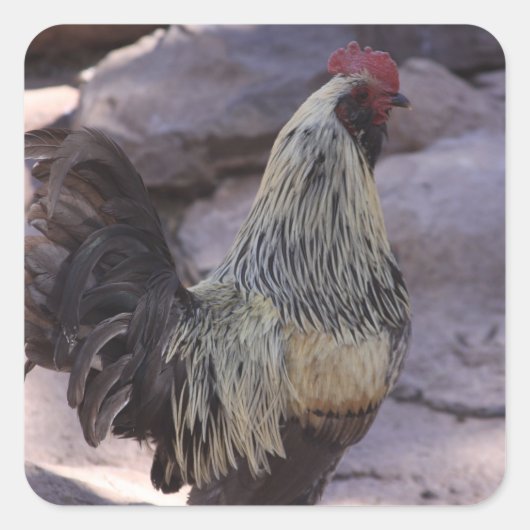 Stickers coq (Devant)
