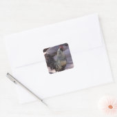 Stickers coq (Enveloppe)
