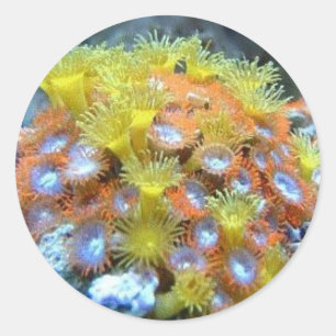 Stickers corail