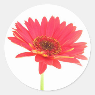 Stickers Coral Red Gerbera Daisy