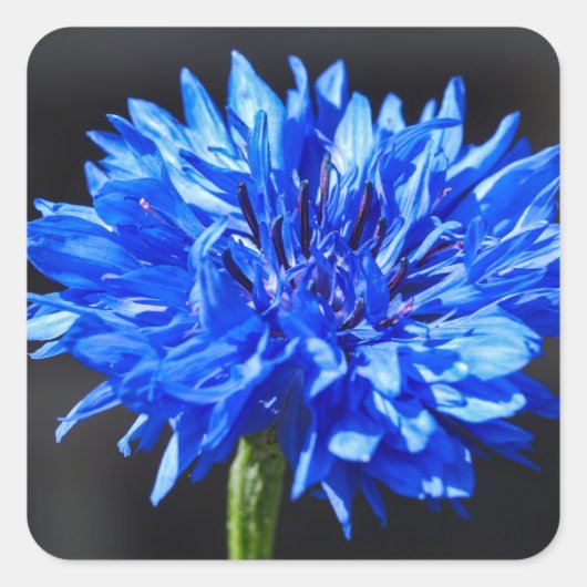 Stickers Cornflower bleu (Devant)