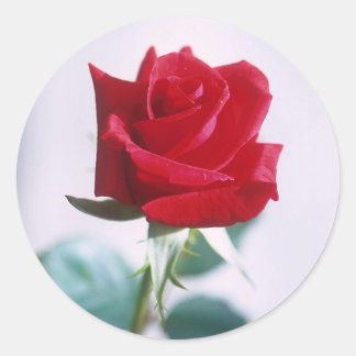 Stickers correspondants à Rose rouge simple