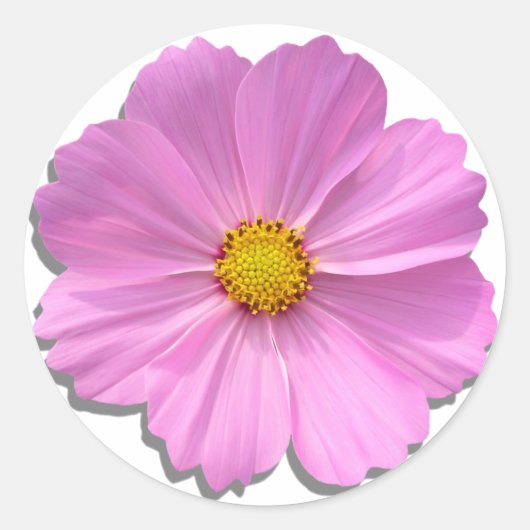 Stickers - Cosmos rose moyen (Devant)