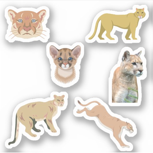 Stickers Cougar (Devant)