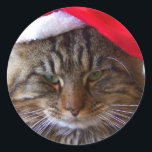 Stickers Cranky Christmas Cat<br><div class="desc">"Noël Me Rend Cranky." Avec Sassy,  notre chat Maine Coon,  photographié par Allyson Johnson.</div>