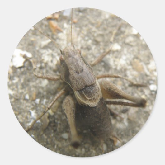 Stickers cricket Brown (Devant)