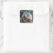 Stickers Curious Baby Marmot (Sac)
