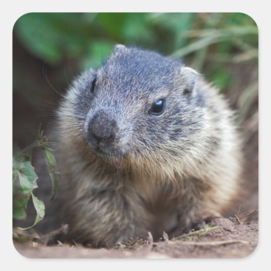 Stickers Curious Baby Marmot (Devant)