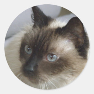 Stickers Cute Kitten