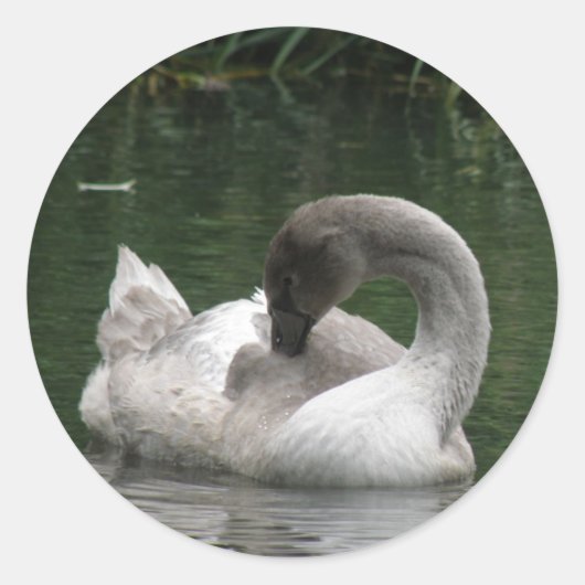 Stickers Cygne couché (Devant)