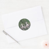 Stickers Cygnes et Cygnets (Enveloppe)