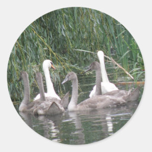Stickers Cygnes et Cygnets