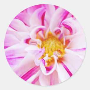 stickers Dahlia Fleurs Pink Dahlia Floral