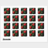 Stickers Dahlia Irish Glow #1-2 (Feuille)