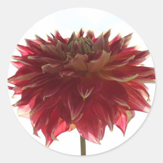 stickers dahlia rouge, orange et jaune (Devant)