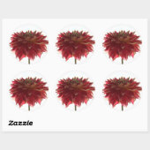 stickers dahlia rouge, orange et jaune (Feuille)