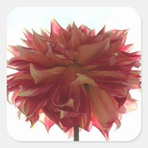 stickers dahlia rouge, orange et jaune