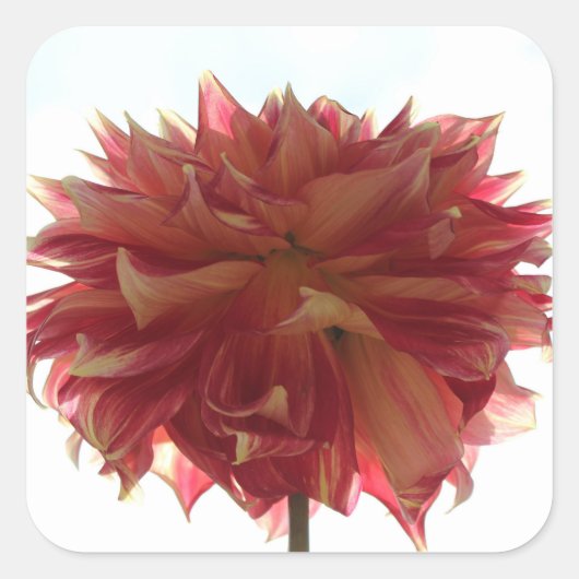 stickers dahlia rouge, orange et jaune (Devant)
