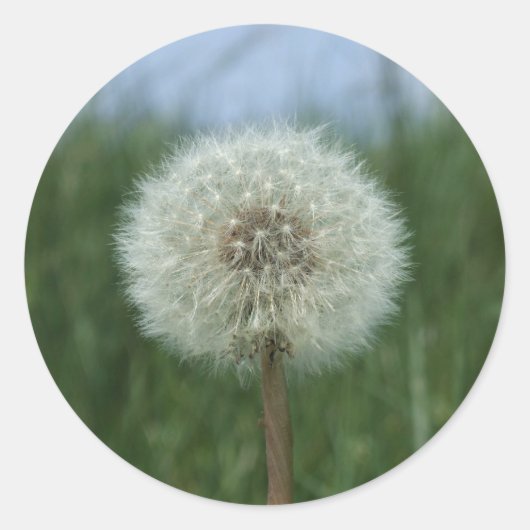 Stickers Dandelion (Devant)