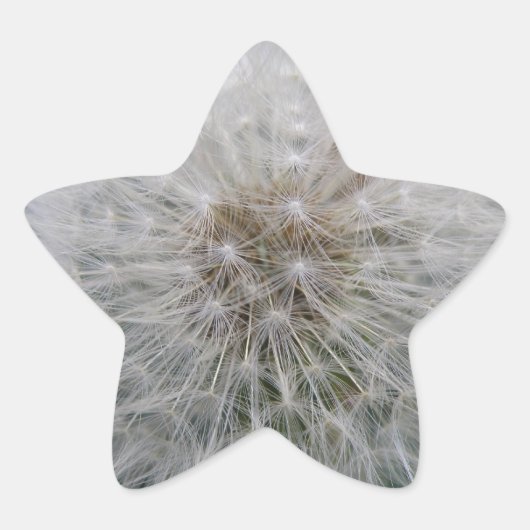 Stickers Dandelion (Devant)