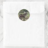 Stickers Dark Bay Thoroughbred (Sac)