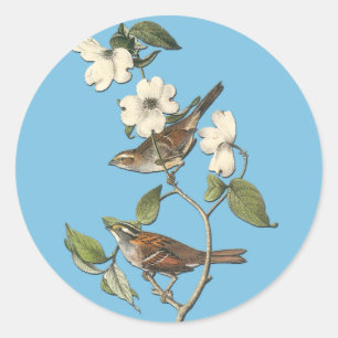 Stickers d'art Audubon White Throoche Oiseau