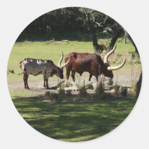 Stickers de bétail Ankole