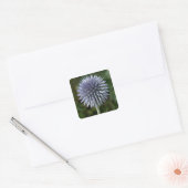 Stickers de chardon (Enveloppe)