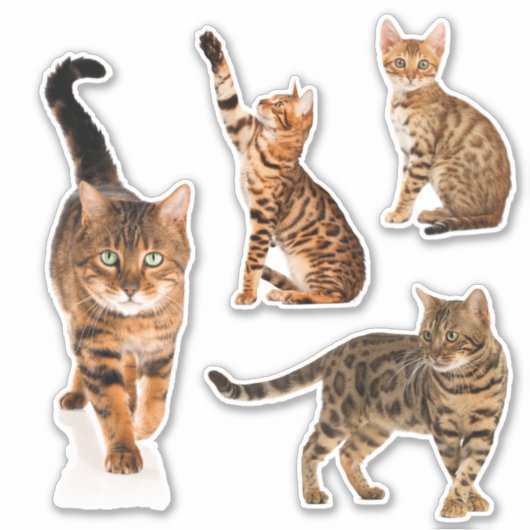 Stickers de chats du Bengale (Devant)