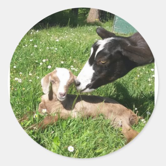 Stickers de chèvre série 6 (Devant)