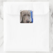 Stickers de chien doux Weimaraner (Sac)