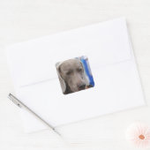 Stickers de chien doux Weimaraner (Enveloppe)
