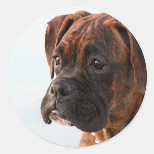 stickers de chiot de boxer Brindle (Devant)