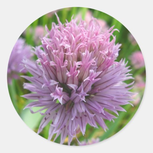 Stickers de ciboulette en fleurs (Devant)