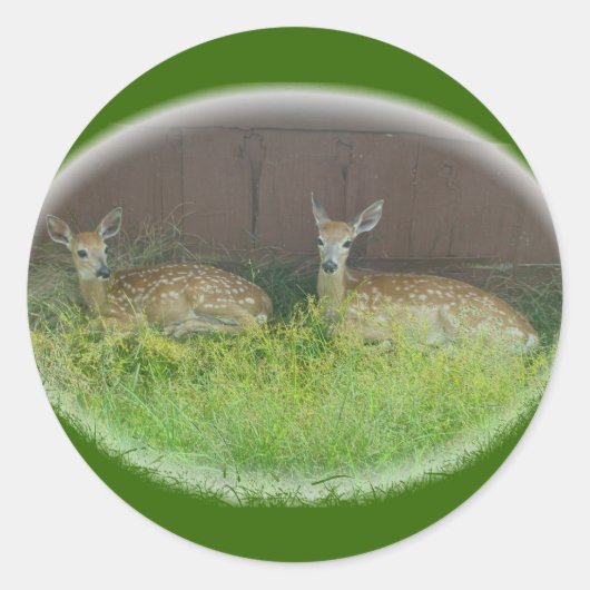 Stickers de crevettes de cerfs à queue blanche (Devant)