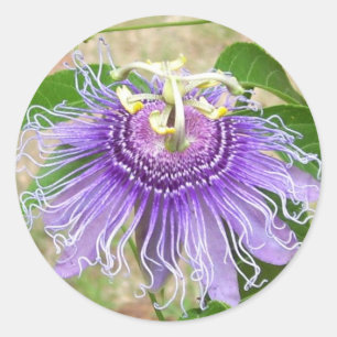 Stickers de fleurs de passion