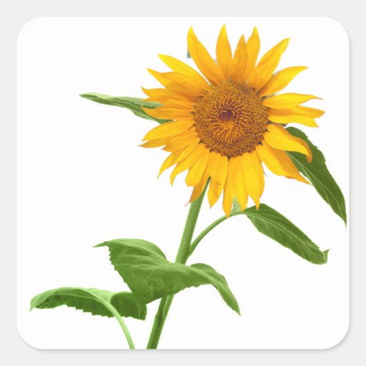 Stickers de fleurs de tournesol jaune (Devant)