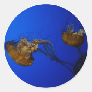 Stickers de méduses de la mer du Pacifique