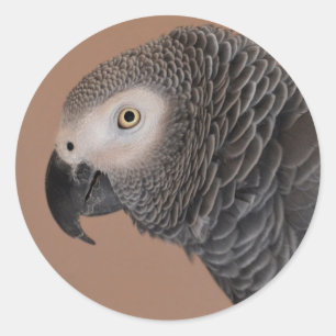 Stickers de perroquet gris africain