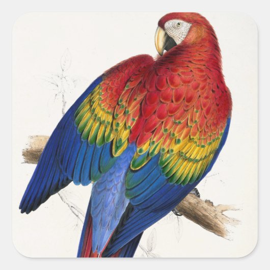 Stickers de perroquets tropicaux (Devant)