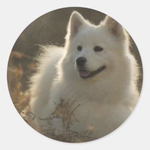 Stickers de race de chien Samoyé