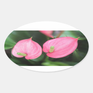 Stickers - de Roze Tweelingen van de Anthurium