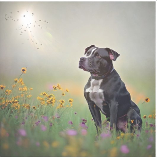 Stickers de vinyle Pitbull noir (Devant)