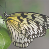 Stickers de vinyle sur mesure de 8 po x 8 po (Devant)