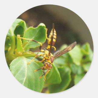 Stickers d'insectes 01