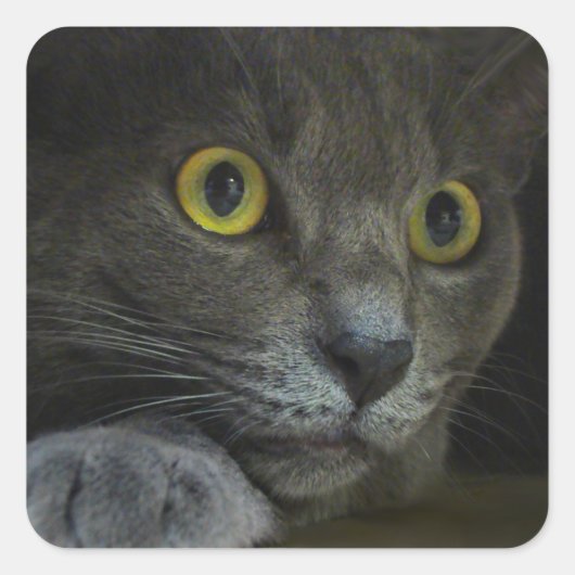 Stickers d'intensité (Devant)